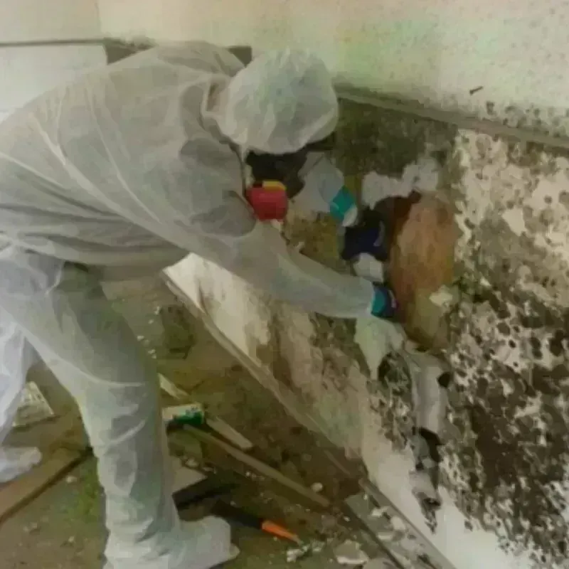 Mold Remediation and Removal in Clark County, KS